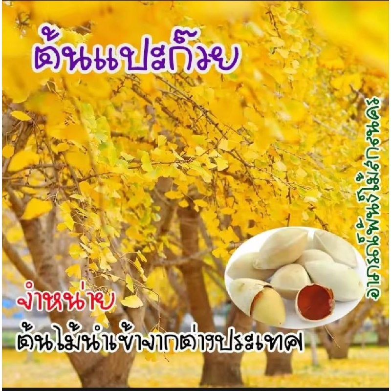 ต้นแปะก๊วย ผลมีประโยชน์ ใบจะเปลี่ยนเป็นสีทอง ต้นไม้นำเข้า