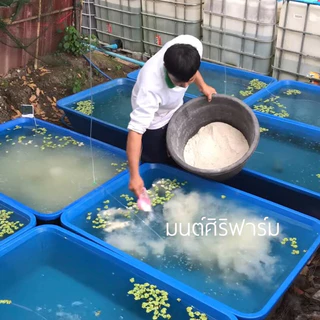 แร่ธาตุหอยขมยักษ์รัตนะ สูตรเข้มข้นเร่งการโต ลดการตาย แก้ปัญหาเปลือกผุ