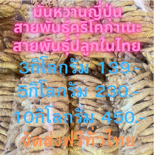 มันหวานญี่ปุ่นสายพันธุ์คุริโคกาเนะ ปลูกในไทย