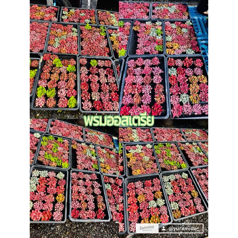 พรมออสเตรีย#พรมออสเตเรีย​ #พรมออส​ #ไม้แต่งสวน  Mosaic Plant/Nerve Plant กระถาง3นิ้วคละส่ง