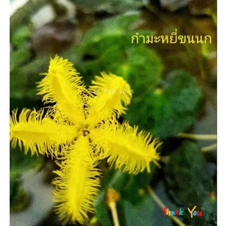 🌼บัวจิ๋วบาร์Yellow🌼สีเหลืองจัดจ้านสายมู.🌼ใบลายสวย🌼ดอกดกตลอดปี🌼เลี้ยงง่ายโตไว🌼สวยเต็มคาราเบล...เลัย🥰🌼🌼🌼