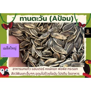ทานตะวัน เอป้อมใหญ่ (แบ่งขาย 5kG.-10KG.) อาหารนกแก้ว อาหารแฮมเตอร์ และสัตว์ฟันแทะ