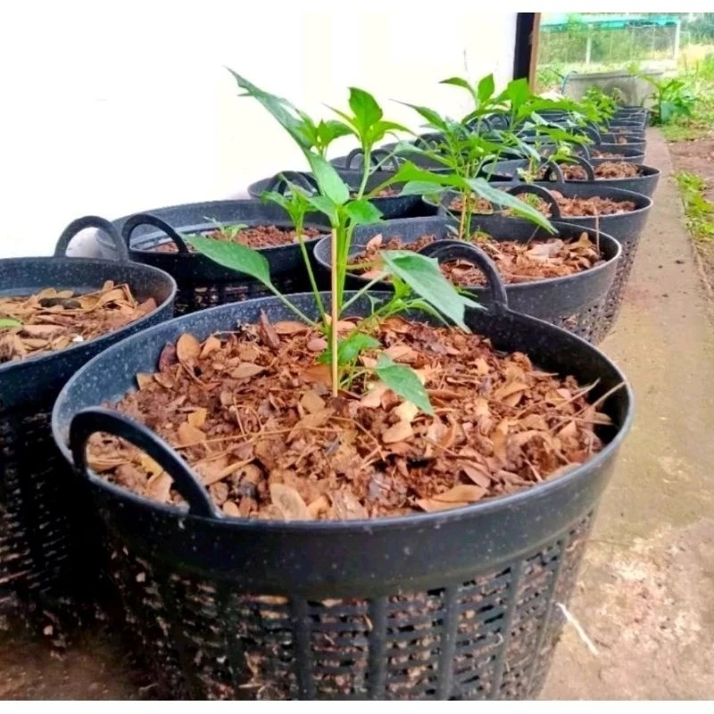 รูปภาพ 6