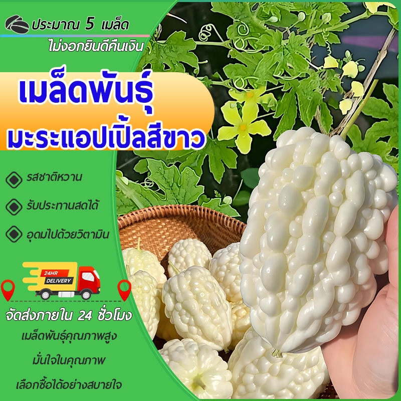 5 เมล็ดเมล็ดพันธุ์มะระแอปเปิ้ล เมล็ดมะระหวานญี่ปุ่น มะระหัวใจ สีขาว มะระไต้หวัน เนื้อฟูหนา