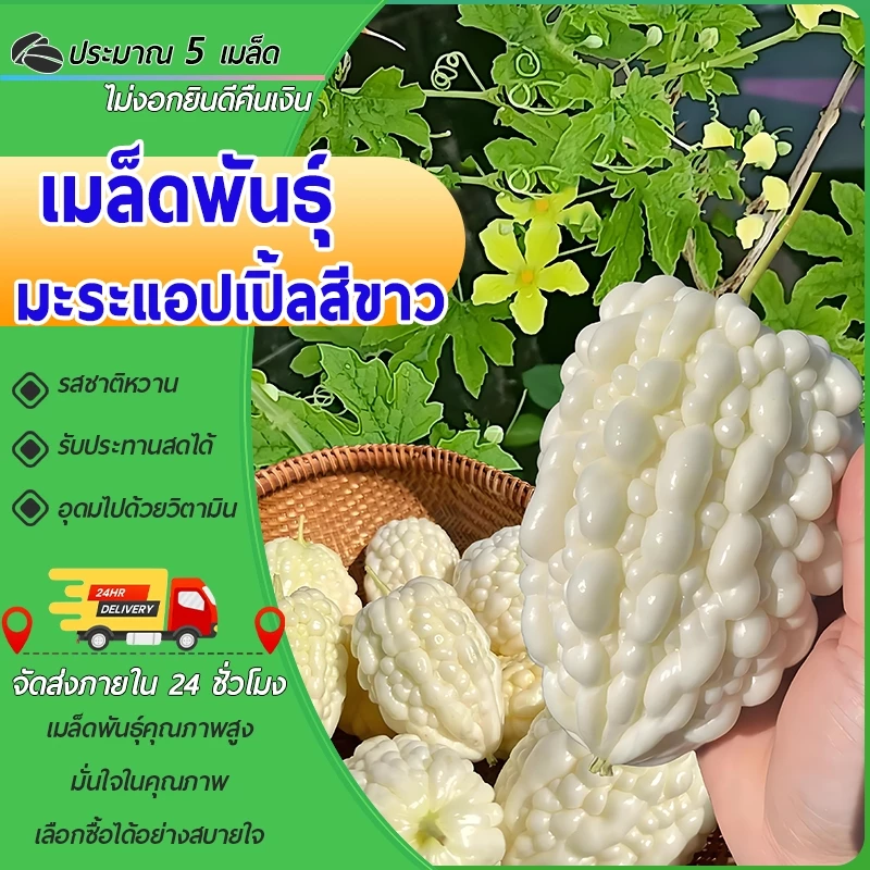 5 เมล็ดเมล็ดพันธุ์มะระแอปเปิ้ล เมล็ดมะระหวานญี่ปุ่น มะระหัวใจ สีขาว มะระไต้หวัน เนื้อฟูหนา