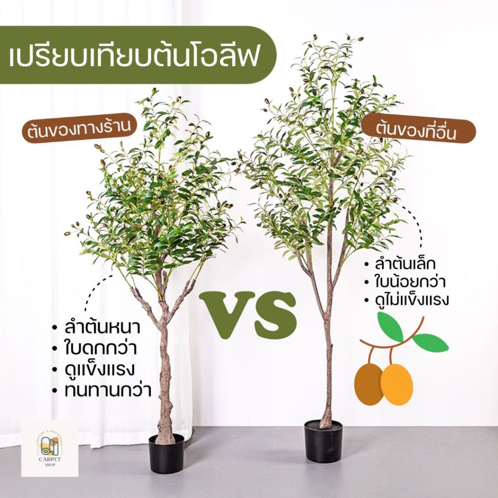 พร้อมส่ง ต้นโอลีฟ เกรดพรีเมี่ยม ลำต้นอวบหนา ใบแน่นฟู พร้อมลูกดก ต้นมะกอกปลอม ของแต่งบ้าน แต่งห้อง สินค้าตรงปก มีคุณภาพ!!