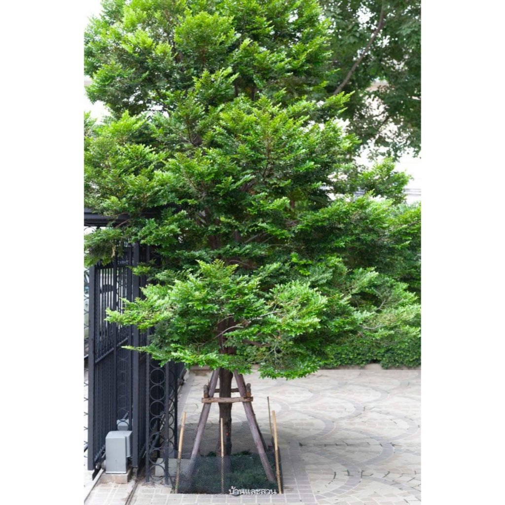 ต้นล่ำซำ ไม้มงคล ทรงต้นสวย ใบแผ่กระจาย รากไม่ทำลายกำแพง Black Ebony, Diospyros buxifolia (Blume) Hiern