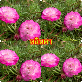 แพรเซี่ยงไฮ้ แยกสี10กิ่ง20฿เลือกสีตามใจชอบเลยจ้า