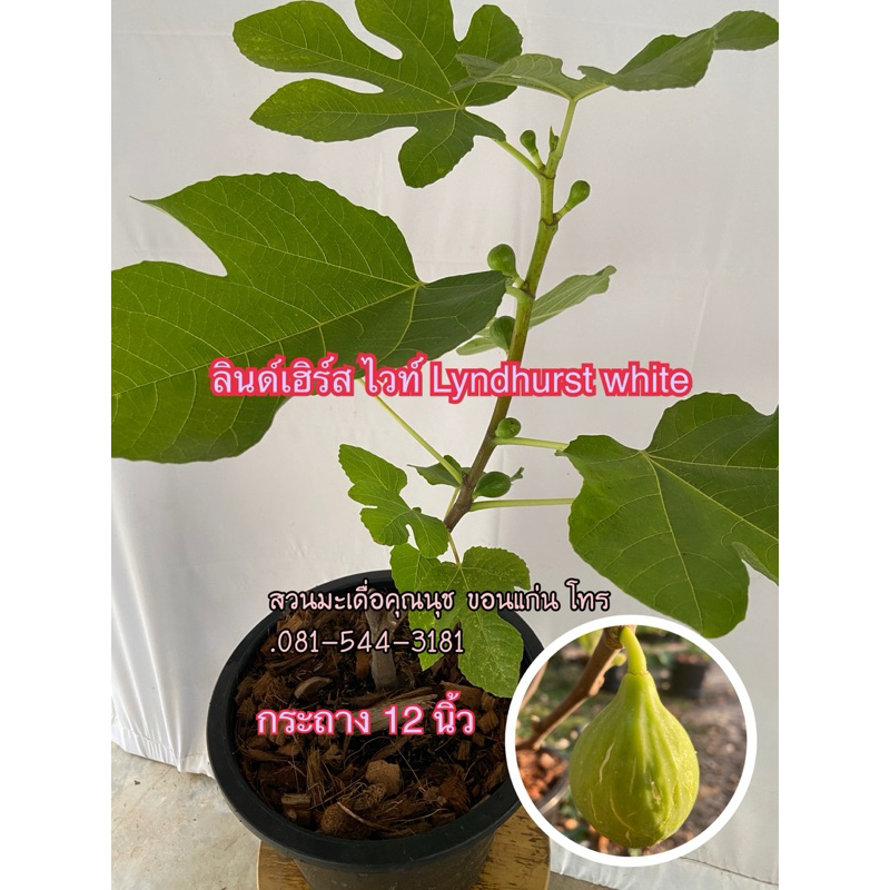 ต้นมะเดื่อฝรั่งลินด์เฮิร์สไวท์ ติดผลแล้ว กระถาง12“ขอดูรูปได้ค่ะ/12“potted lyndhurst white figs tree 