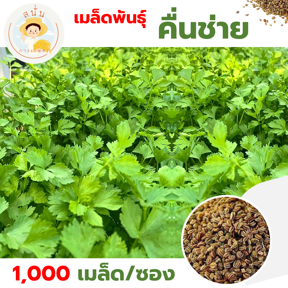 เมล็ดพันธุ์ คื่นฉ่าย โพธิ์ทอง (Pothong Cerely) ผักสวนครัว OP (1 ซอง 1000 เมล็ด)