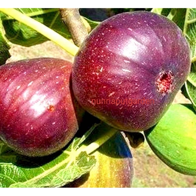 ต้นมะเดื่อฝรั่งพันธุ์บราวน์ตุรกี Brown Turkey Fig ต้นนำเข้า ลูกใหญ่ หวาน หอม