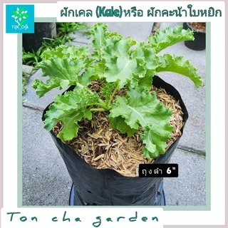 ต้นผักเคล (Kale) หรือ ผักคะน้าใบหยิก ปลูกในถุงเพาะชำ 6 นิ้ว ต้นใหญ่ พร้อมจัดส่ง