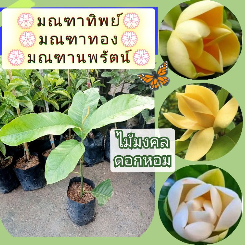 ต้นมณฑาทิพย์/มณฑาทอง/มณฑานพรัตน์ ไม้มงคลดอกหอม แบบปักชำถุงดำ6นิ้ว