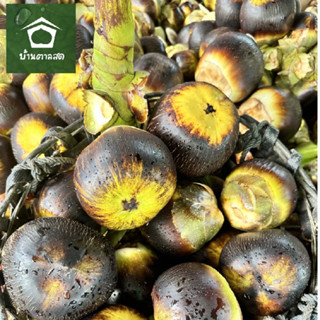 ลูกตาลทลาย ลูกสวย เนื้อด้านในอ่อนสด