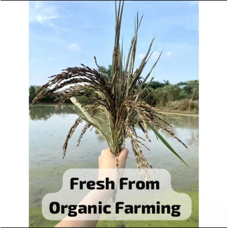 SALE ราคาส่งไม่มีกล่อง สปาเก็ตตี้ข้าว 5สีเพื่อสุขภาพ❤️NOแป้งสาลี พาสต้ากลูเตนฟรี พาสต้าออร์แกรนิค พาสต้าเด็กทานได้ 250g