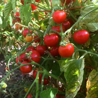 เมล็ดนำเข้า มะเขือเทศ พันธุ์พุ่ม Washington Cherry Tomato (Organic Seed) Determinate ปันอินทรีย์