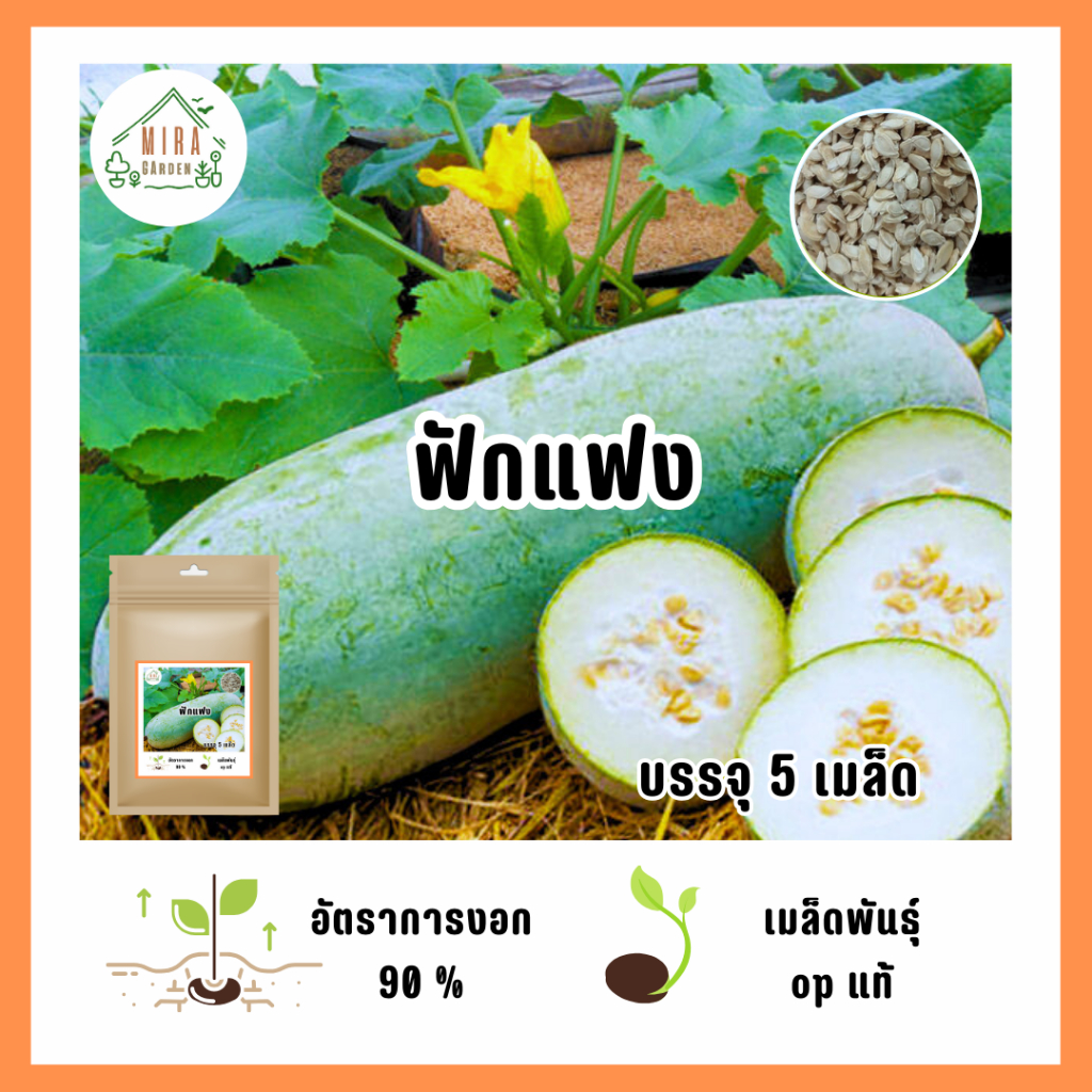 ถูกที่สุด เมล็ดลูกฟักแฟง 5 เมล็ด