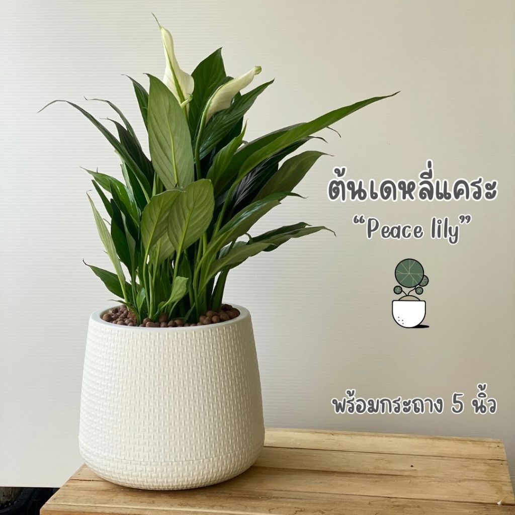 ต้นเดหลี Peace lily ต้นไม้ในร่มพร้อมกระถางพลาสติกทรงยอดฮิต เดหลีแคระ พร้อมส่ง 5 นิ้ว ต้นไม้มินิมอล