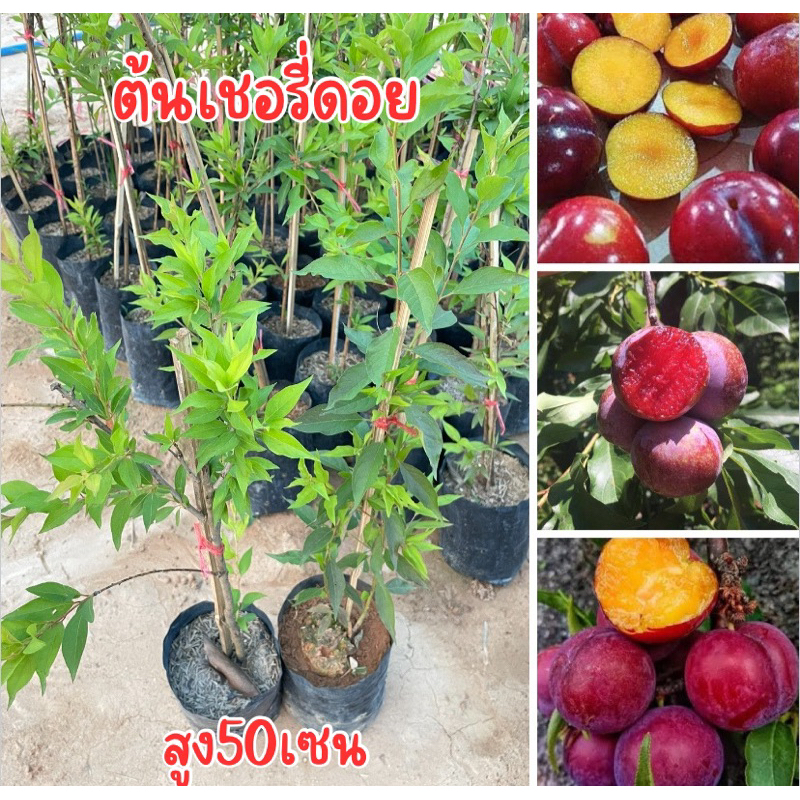 ต้นเชอรี่ดอยหรือต้นลูกไหน สูง60-70ซม.