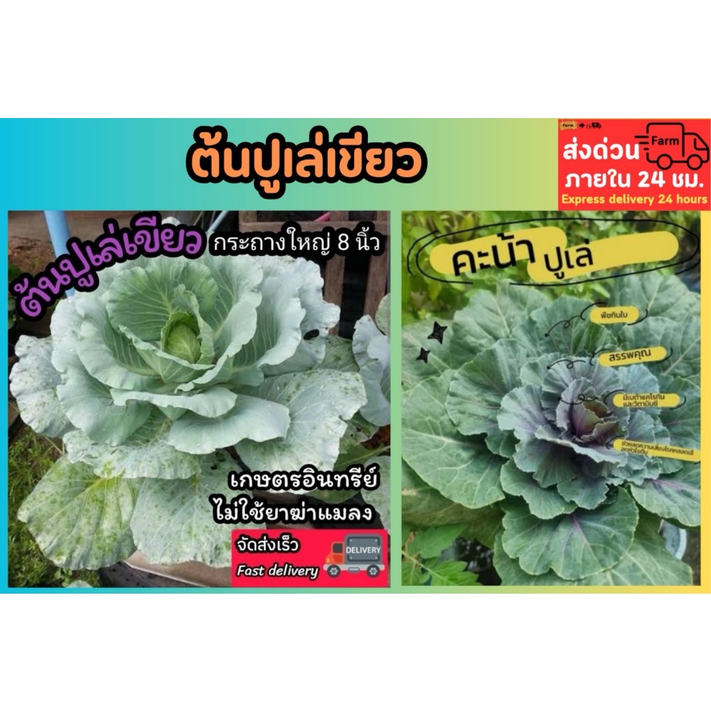 ต้นปูเล่เขียว กระถาง 8 นิ้ว ปลอดสาร ปลูกออแกนิก ผักสวนครัว ปูเล่ม่วง เคล คะน้า  ผักกาด บล็อคโคลี่ ดิน กระถาง ต้นไม้ ปุ๋ย