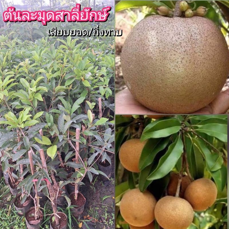 ต้นละมุดสาลี่ยักษ์ เสียบยอด/กิ่งทาบ ต้นสูง 60-80 ซม.