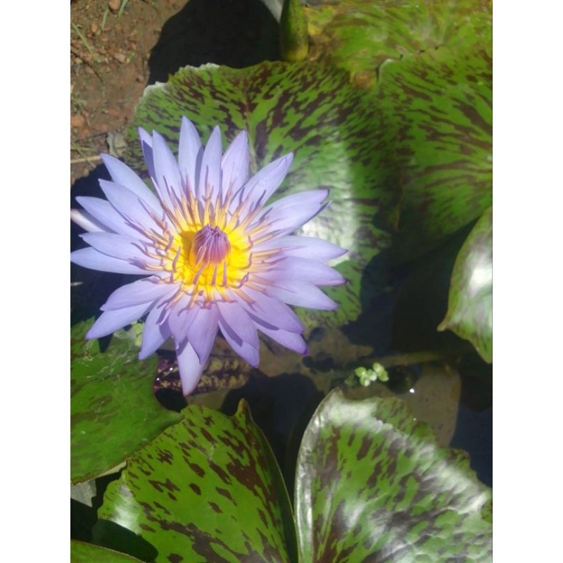 บัวผันบัวไทย 7 สี7ต้นล้างรากส่งราคา299บาท - รูปที่ 4