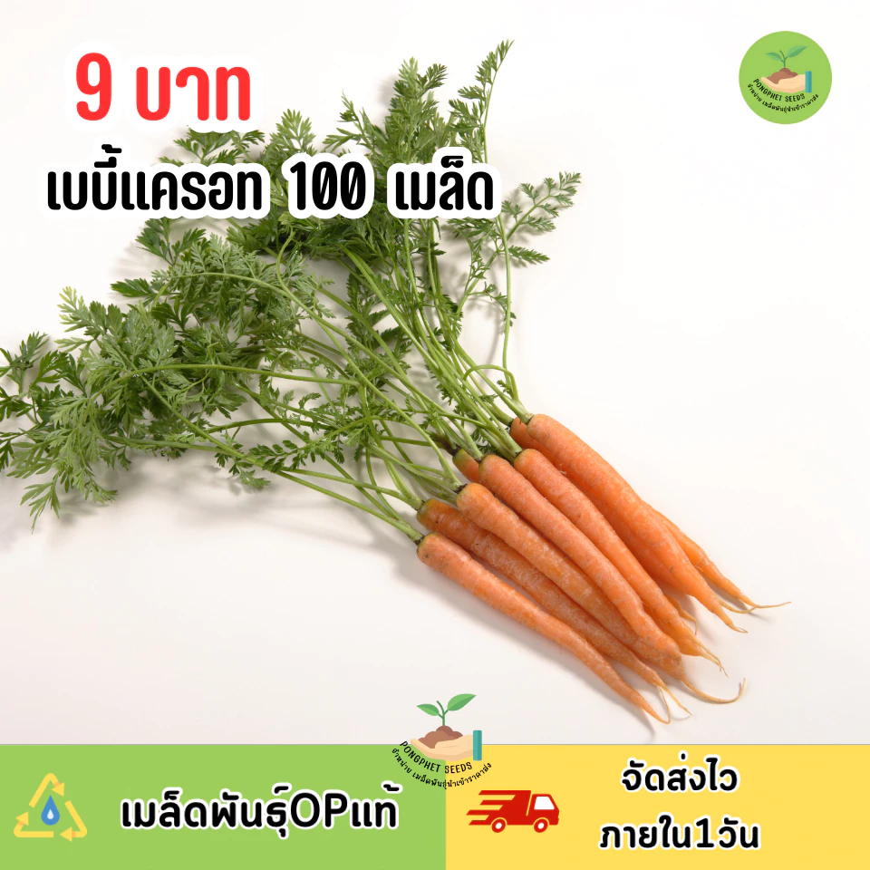 พิเศษ9บาท เมล็ดพันธุ์เบบี้แครอท 100 เมล็ด