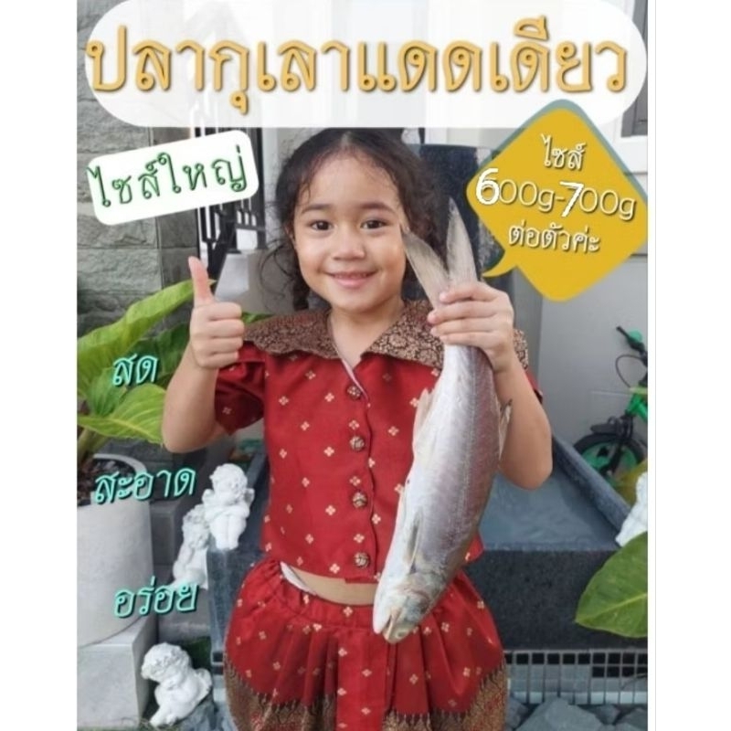 ปลากุเลาแดดเดียวไซส์ใหญ่ น้ำหนัก500g-700g(ต่อตัว) (สูตรเค็มน้อย อร่อย) ปลาของเราทำสดใหม่ทุกออเดอร์