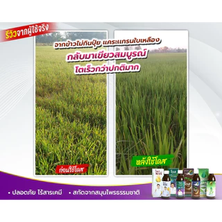 เร่งโตข้าว เร่งรวง สำหรับพืชไร่ เร่งผล เร่งราก เพิ่มผลผลิต [ร้านค้าบริษัท] โดสเอ็กซ์ตร้านาโน