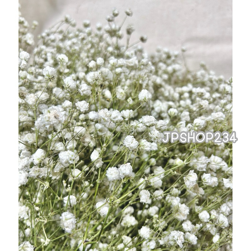 Gypsophila ยิปโซแห้ง ดอกไม้แห้ง ดอกยิปโซตากแห้งกำใหญ่ดอกฟู (F2) ราคา ถูกที่สุด ดีลบีเคเค แกลเลอรีภาพที่ 5