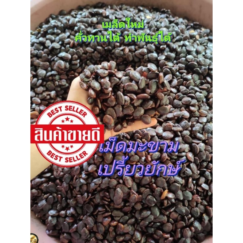 เม็ดมะขามเปรี้ยวยักษ์ เมล็ดใหม่ ทำพันธุ์ได้ คั้วทานแปรรูปทานได้ ออเเกร์นิค ปลอดสาร บรรจุถุงละ1กก.และ5กก