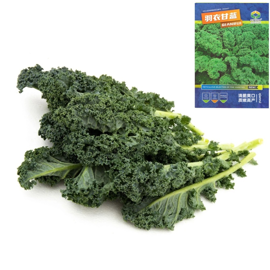 เมล็ดเคลใบหงิก100เมล็ด  สายพันธุ์ฮอลแลนด์  Vate Blue Curled Kale