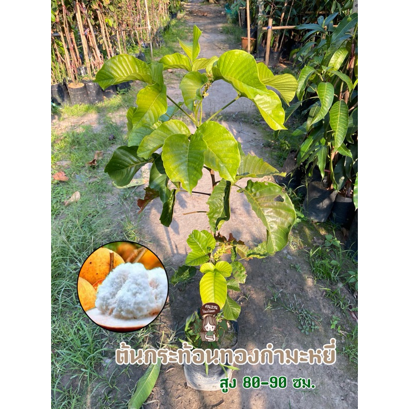 ต้นกระท้อน พันธุ์ทองกำมะหยี่ แบบติดตา ผลมีรสชาติหวาน เมล็ดเล็ก เป็นอีกพันธุ์ที่มีความนิยม