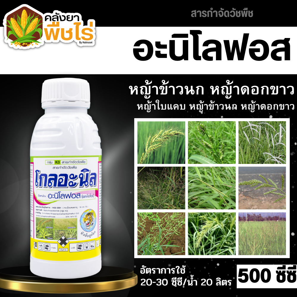 🌽 โกลอะนิล (อะนิโลฟอส) 500ซีซี ใช้ได้ทั้งก่อนและหลังวัชพืชงอกคุมวัชพืชในนาหว่านน้ำตม ทั้งใบแคบ ใบกว้างและกก