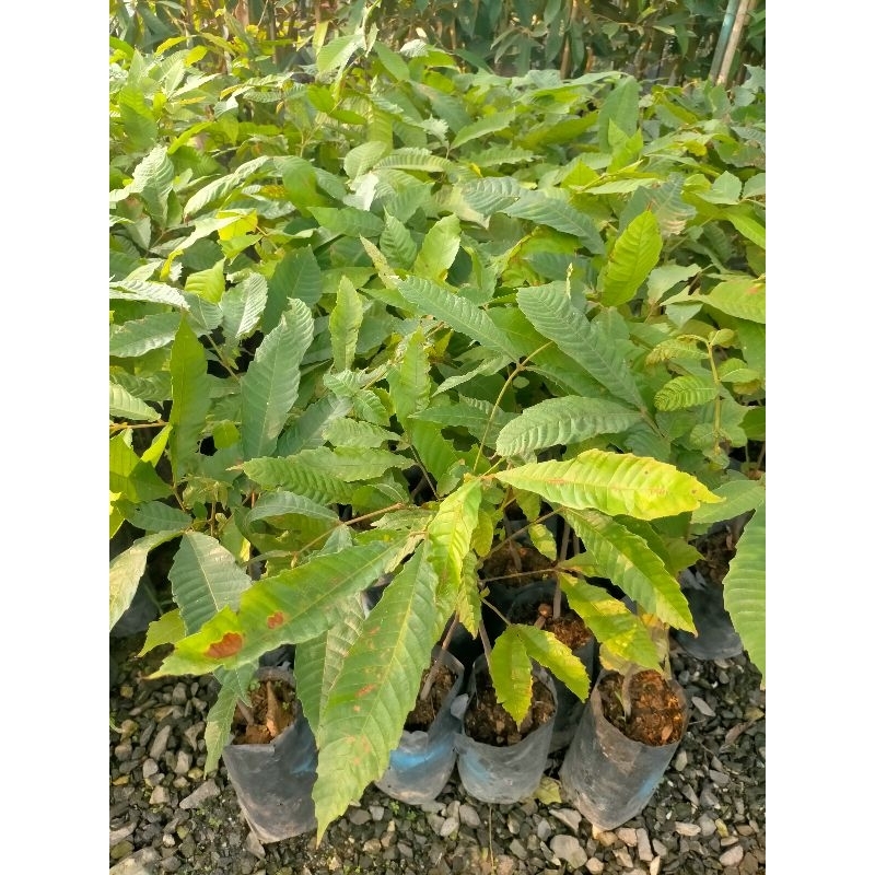 ต้นลำไยคริสตัลแดงจัมโบ้ 50-60ซม. - รูปที่ 2