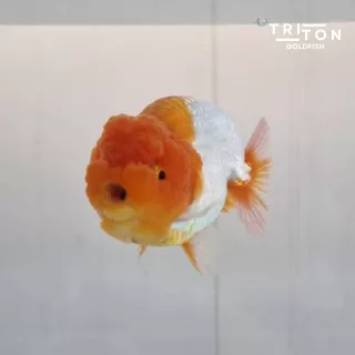 Triton Goldfish Food ไทรทัน อาหารปลาทอง "สูตรไฮไฟเบอร์ ขับลม" โปรตีน 45% ขนาด 100g ปลาทอง Goldfish