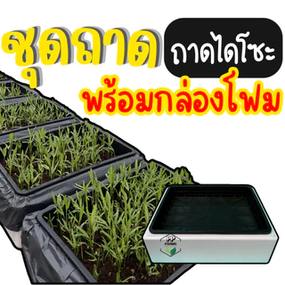 ชุดกล่องโฟม พร้อมถาดไดโซะ ชุดกล่องโฟมพร้อมถาดไดโซะ ชุดพร้อมปลูกผักไฮโดรโปนิกส์