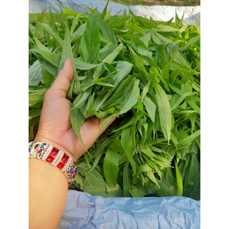 🍃✨️ใบสดเสลดพังพอน (พญายอ) ขีดละ 79 บ.