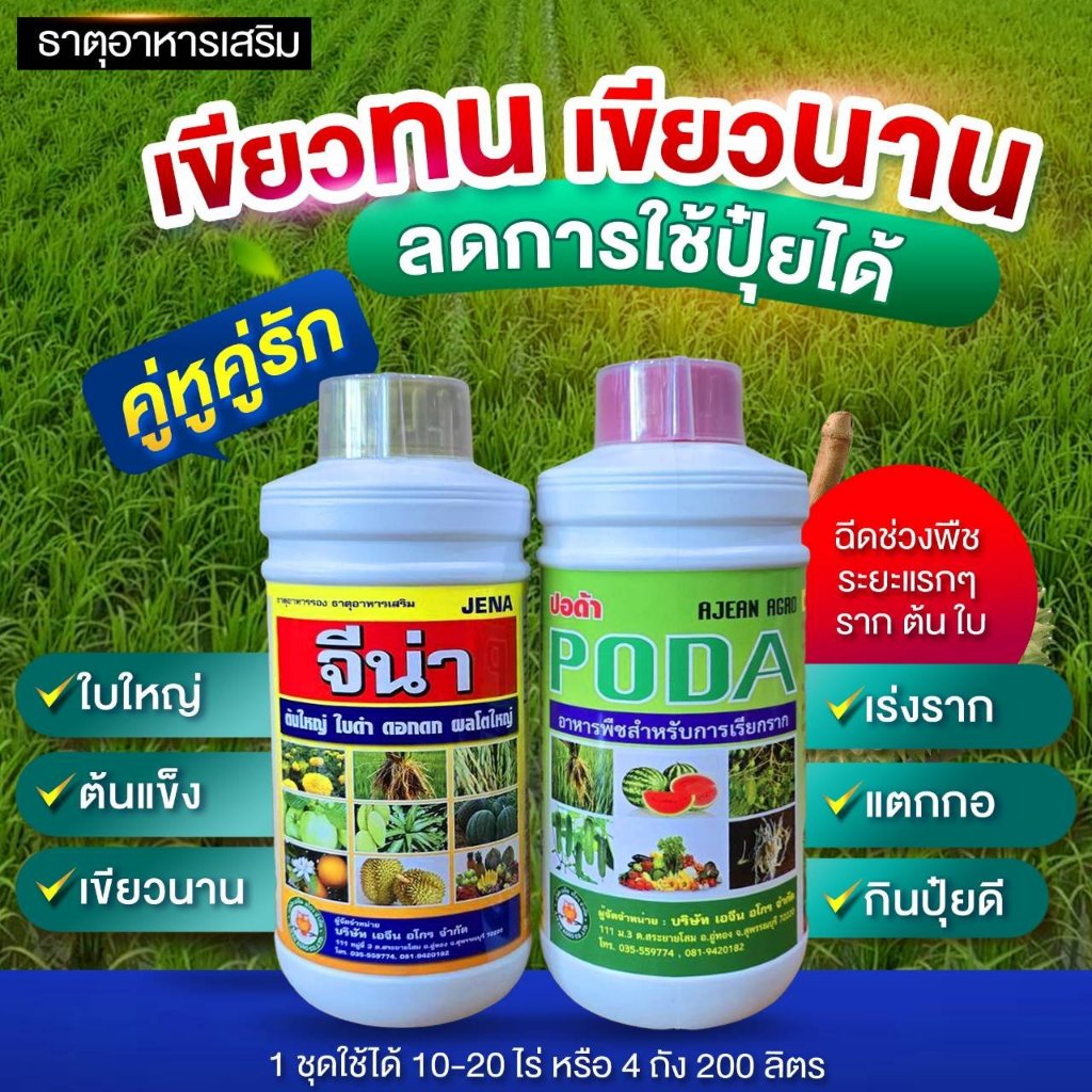 เขียวทน ต้นแข็ง ใบใหญ่ แตกกอ (จีน่า+ปอด้า) แตกราก แตกกอ ต้นแข็ง ใบใหญ่ กินปุ๋ยดี เขียวทน เขียวนาน : 1 ชุดใช้ได้ 10-20 ไร