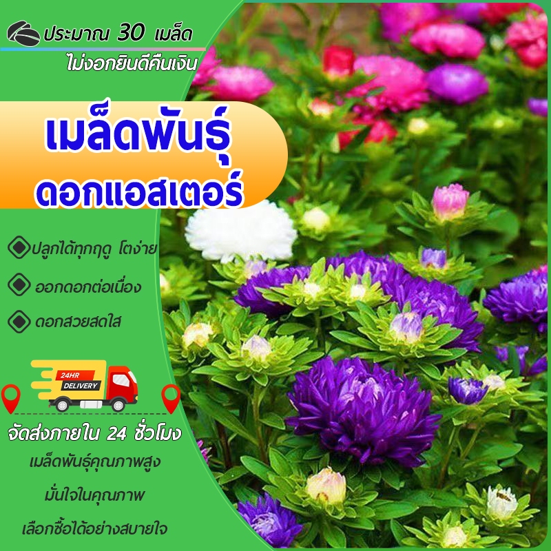 30 เมล็ด เมล็ดพันธุ์ดอกแอสเตอร์ คละสี ปลูกง่าย ขึ้นไว ปลูกง่าย ออกดอกตลอดปี สีสวยสดใส