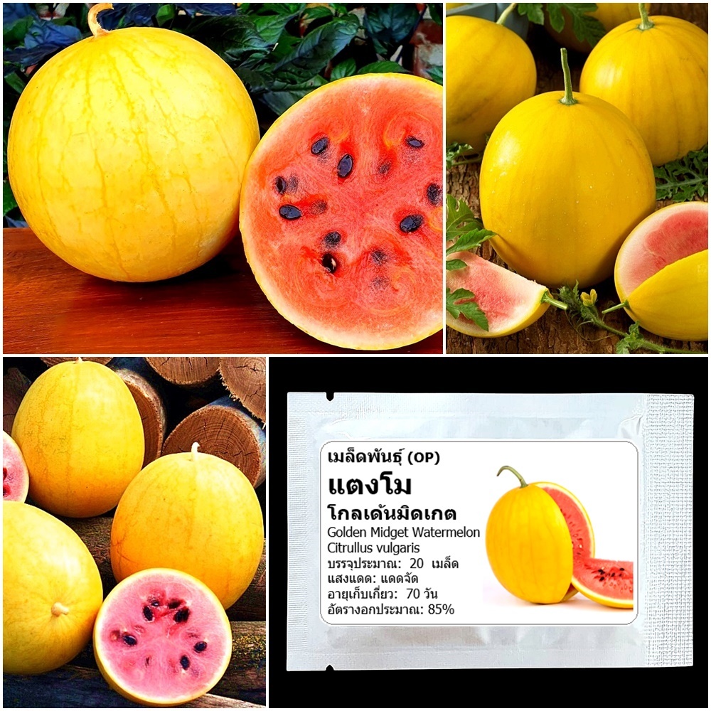 เมล็ดพันธุ์ แตงโมเปลือกเหลือง โกลเด้นมิดเกต  Golden Midget Watermelon Seed 20 เมล็ด