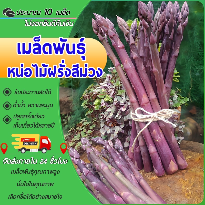 10 เมล็ดเมล็ดพันธุ์หน่อไม้ฝรั่งสีม่วง อเมริกันเมล็ดหน่อไม้ฝรั่งสีม่วง!!งอกง่าย โตไวพุ่มใหญ่ทานอร่อย