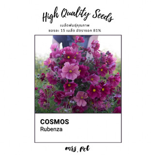 เมล็ดดอกไม้ทานได้ Cosmos สายพันธุ์ Rubenza รหัส035
