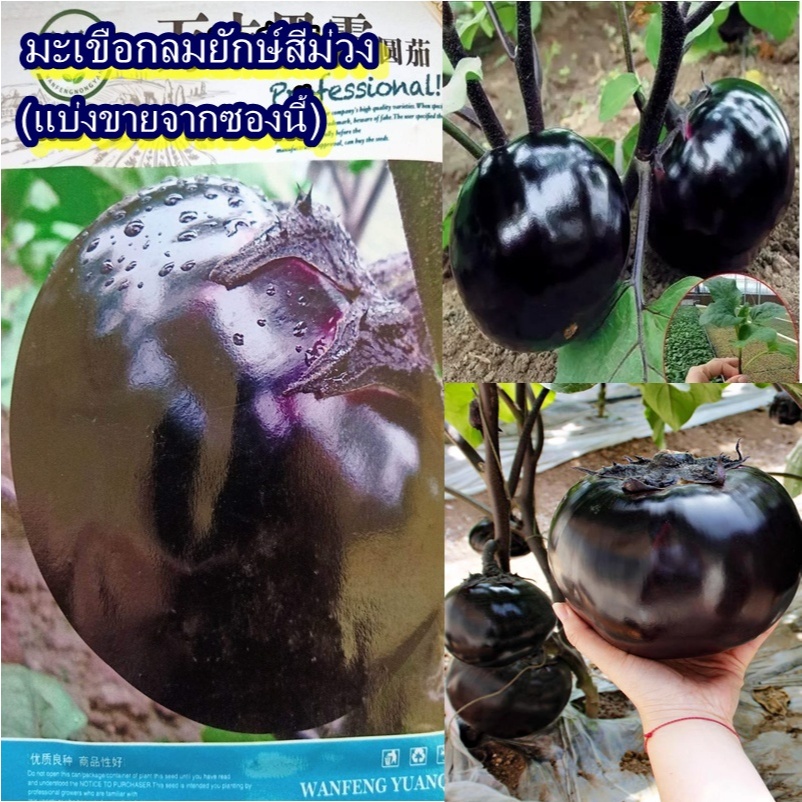 100+ เมล็ด เมล็ดมะเขือกลมยักษ์สีม่วง (ผลใหญ่ ลูกกลม เนื้อเยอะ หวานกรอบ เนื้อสีขาวเปลือกสีม่วง รสชาติเหมือนมะเขือเปราะ)