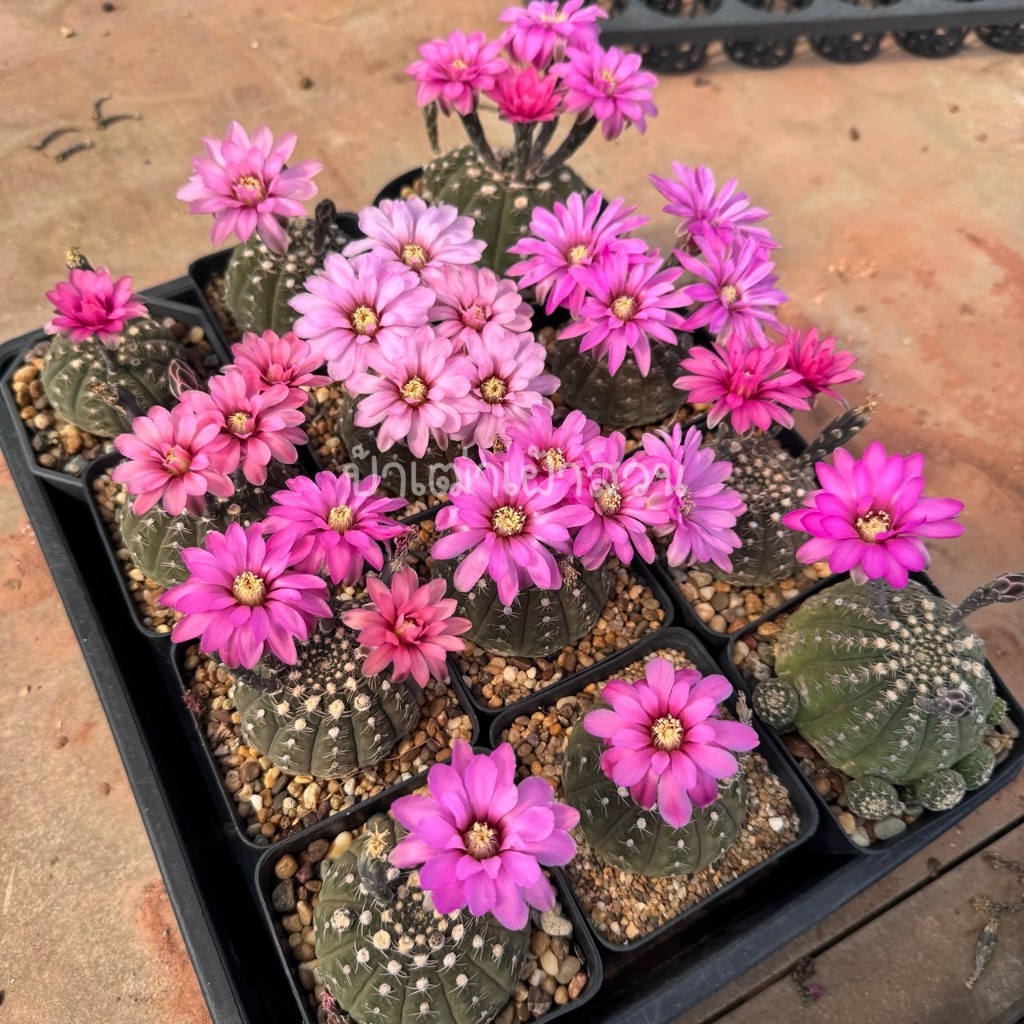 ยิมโนจานบิน Gymnocalycium ragonesei กระถาง 2-3 นิ้ว ราคา ถูกที่สุด ดีลบีเคเค
