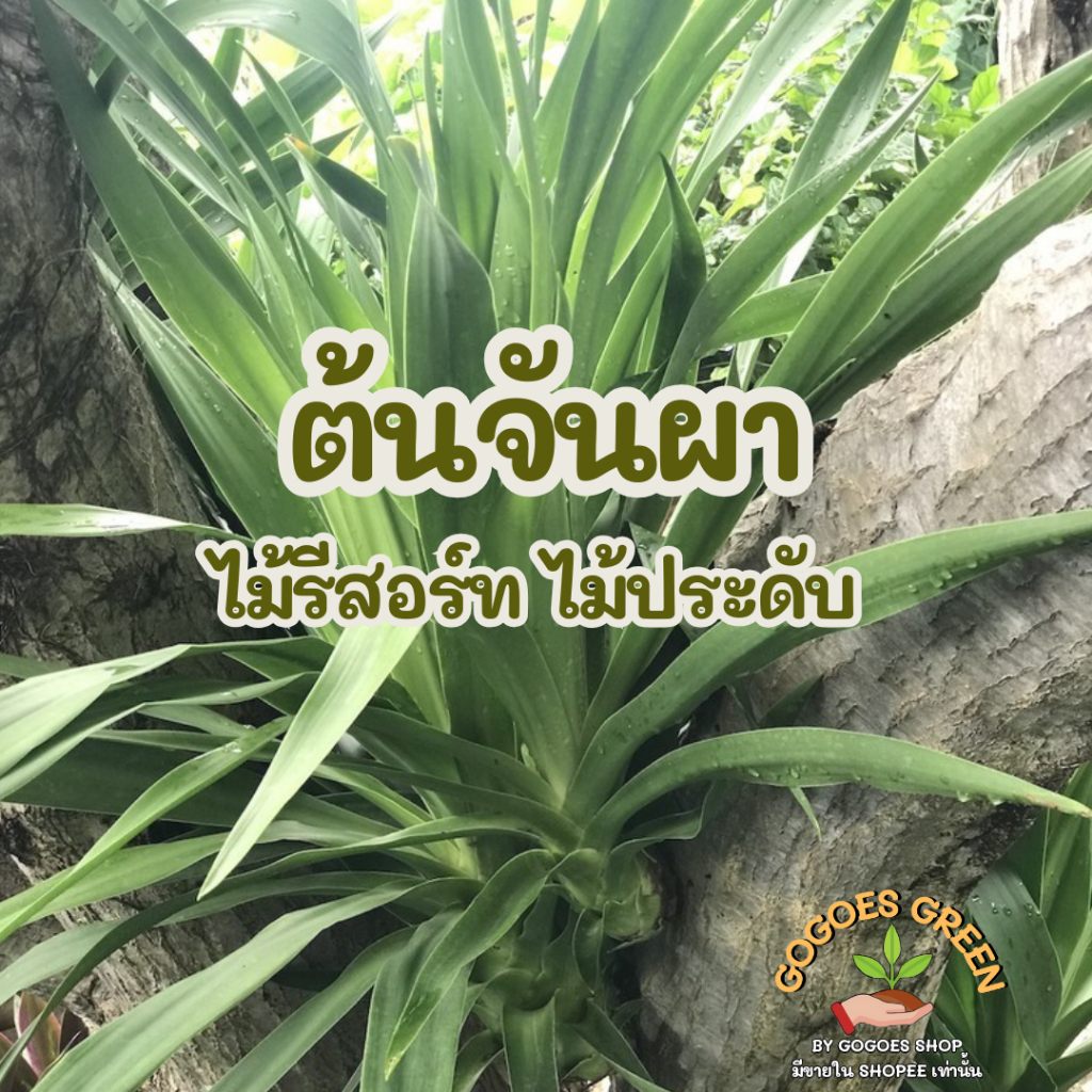 ต้นจันผา จันผารีสอร์ท ไม้ประดับทรงพุ่มสวย เสริมบารมี ปลูกหน้าบ้านสวย โมเดิร์น Dracaena loureiroi พร้อมส่ง