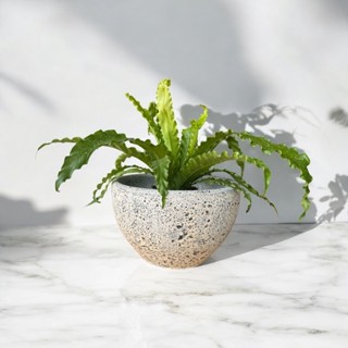 Flowerpot กระถางดินเผาทรงถ้วย สีวินเทจ เก่า ๆ ขนาด 32 x 17 c…