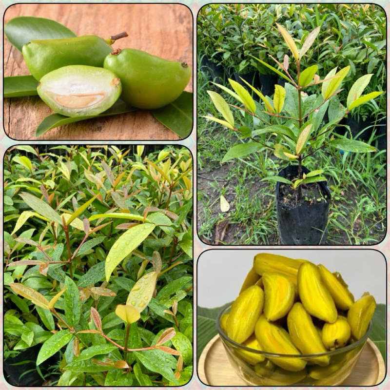 ต้นมะดันเขียวมรกตเเท้  พันธุ์เตี้ย (สูง 30-50cm) ผลไม้รสเปรี้ยว กินได้ทั้งผลเเละยอดอ่อน