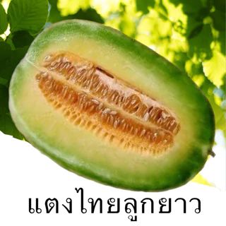 (50กรัม)เมล็ดพันธุ์แตงไทยลูกยาว แท้ 100 % เนื้อเขียว เหนียว นุ่ม หอม หวาน อร่อย ลูกใหญ่ ดก คัดเมล็ดพันธุ์จากแปลงคุณภาพ