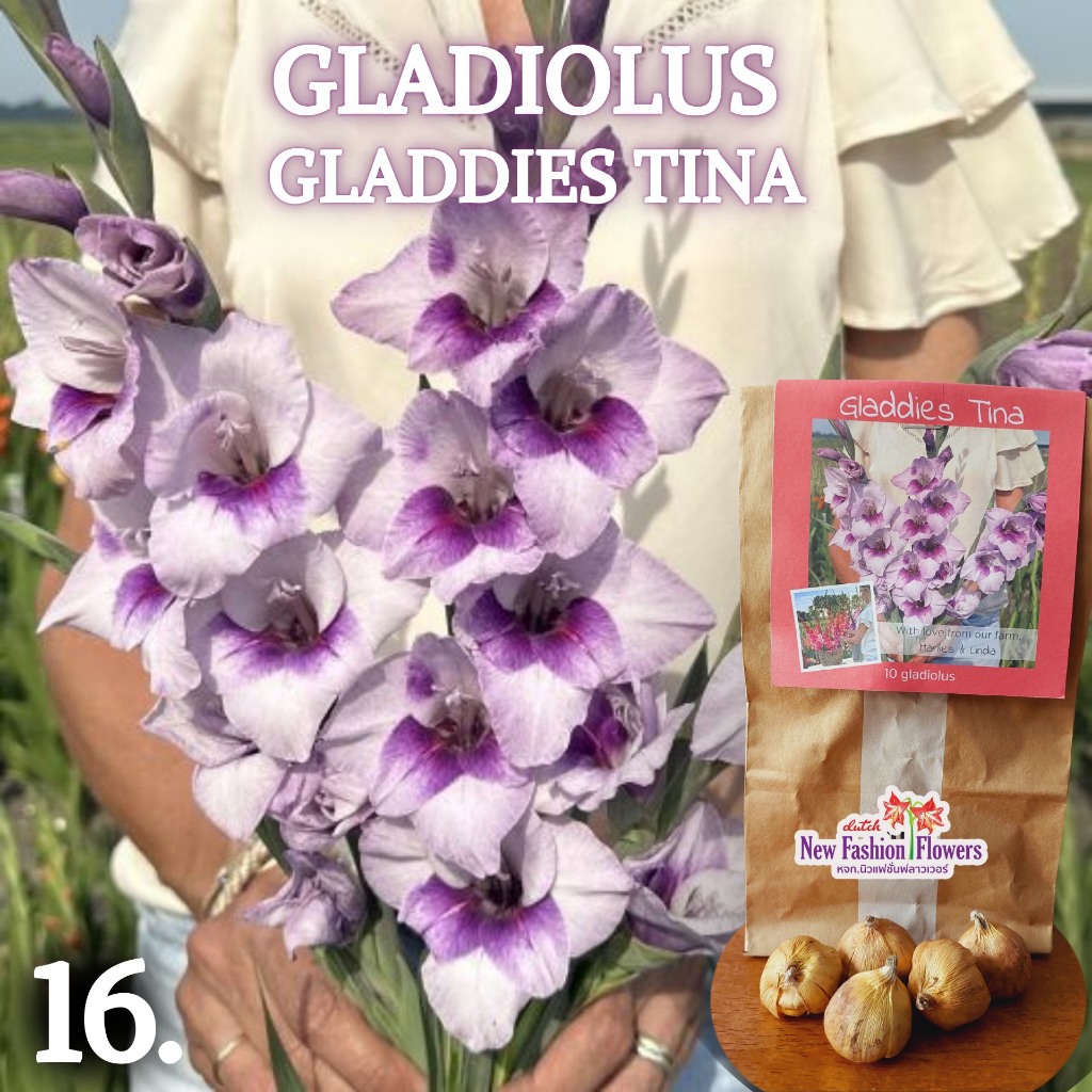 แกลดิโอลัส / Gladiolus สายพันธุ์ใหม่สีทัชใจสุดๆครับ ที่เดียวในไทย ปลูกง่ายออกดอกง่ายเป็นดอกไม้น่าร้อนโดยแท้เลยครับ ราคา ถูกที่สุด ดีลบีเคเค แกลเลอรีภาพที่ 5